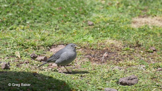 ネズミヤマシトド - ML201813801