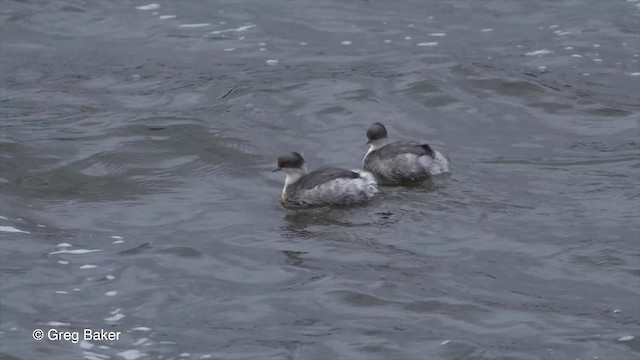 potápka stříbřitá (ssp. juninensis) - ML201813821