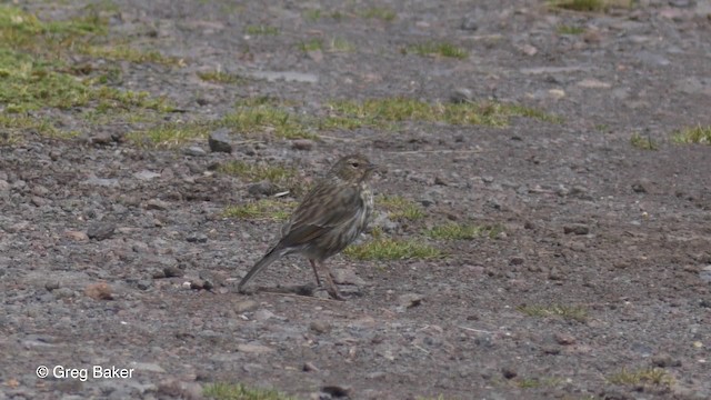 ネズミヤマシトド - ML201813841