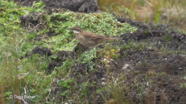 Remolinera Ecuatoriana - ML201813851