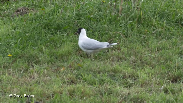 Andean Gull - ML201813861