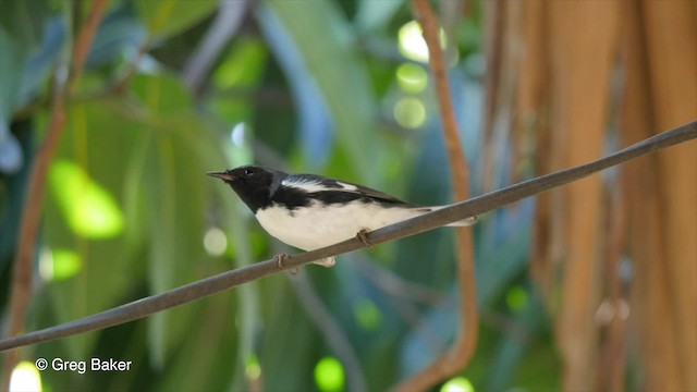 Black-throated Blue Warbler - ML201813991