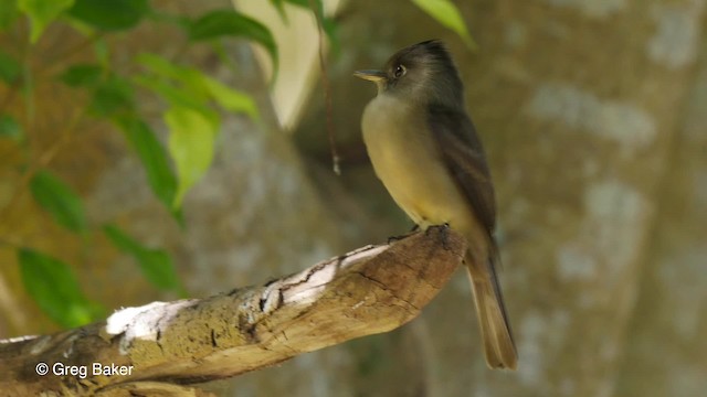 Cuban Pewee - ML201814041