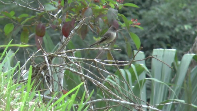 Northern Tropical Pewee - ML201814081