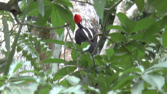 Pale-billed Woodpecker - ML201814091