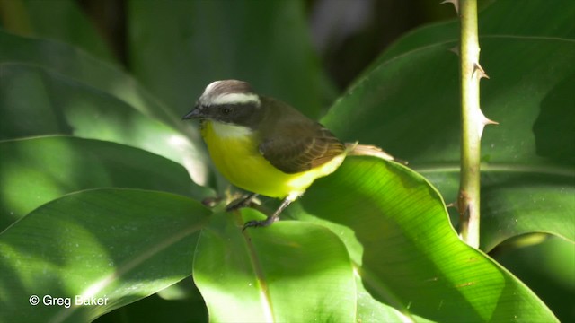 Social Flycatcher (Vermilion-crowned) - ML201814161