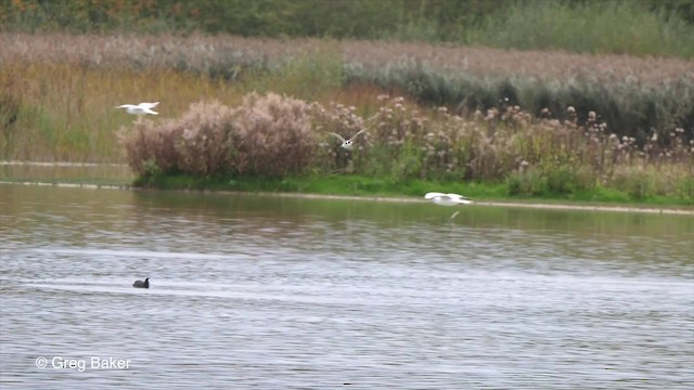 Itsas enara beltza (eurasiarra) - ML201814191