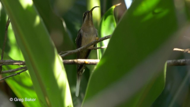 Длинноклювый колибри-отшельник [группа longirostris] - ML201814211