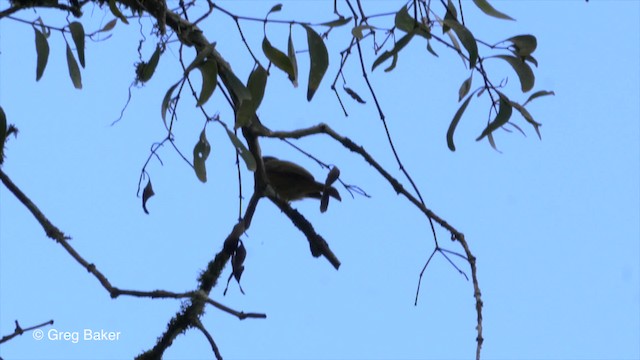 Ochre-bellied Flycatcher - ML201814251