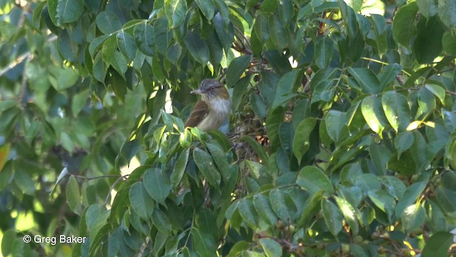 Bright-rumped Attila (Northern) - ML201814361