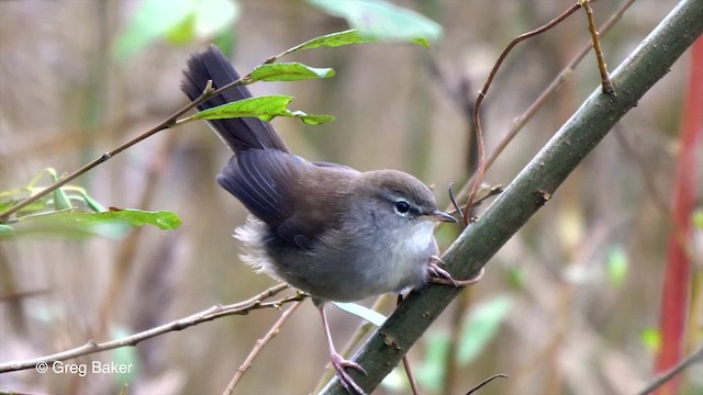 Cetti's Warbler - ML201814401