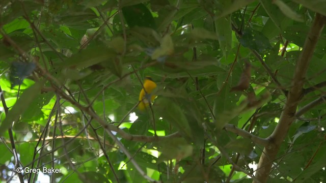 Yellow-throated Euphonia - ML201814461