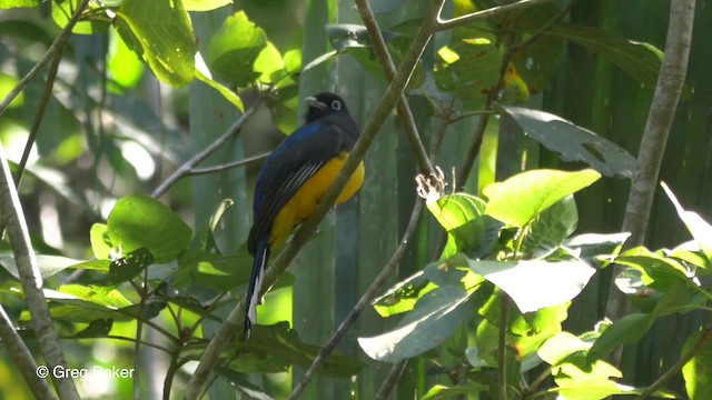 Black-headed Trogon - ML201814471