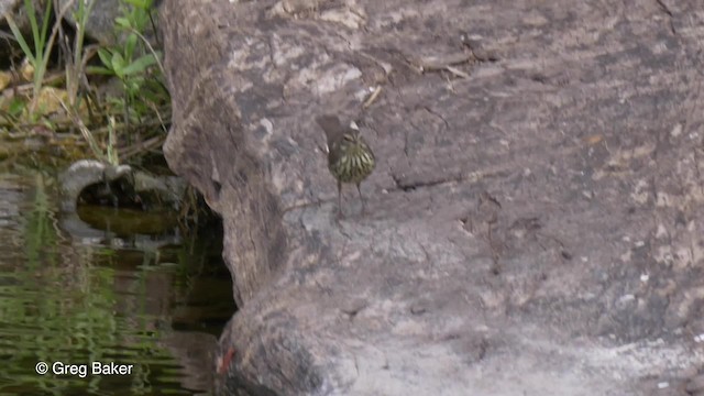 Northern Waterthrush - ML201814521