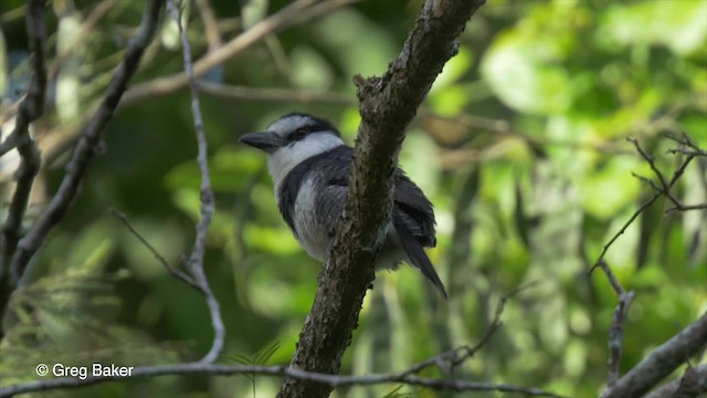 White-necked Puffbird - ML201814541