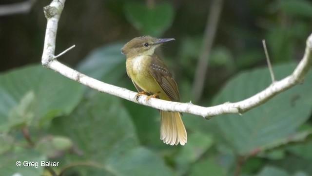 Tropical Royal Flycatcher (Northern) - ML201814551