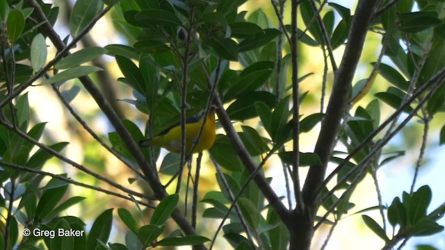 Yellow-throated Euphonia - ML201814621