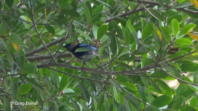 Golden-hooded Tanager - ML201814631