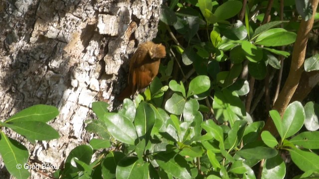 Tawny-winged Woodcreeper - ML201814641