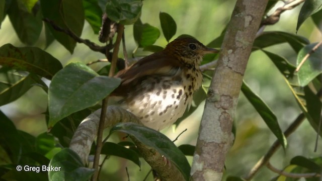 Wood Thrush - ML201814691