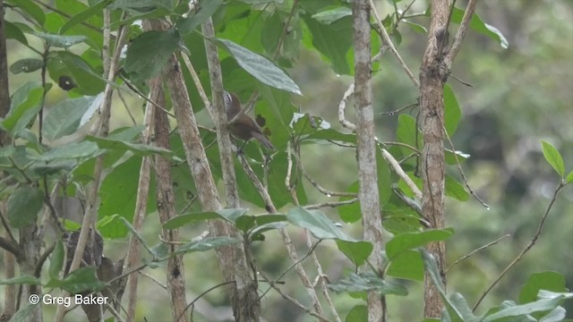 Spot-breasted Wren - ML201814761