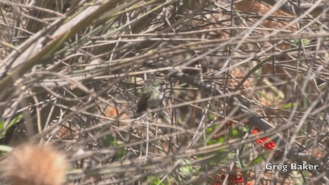 Peruvian Sheartail - ML201814781