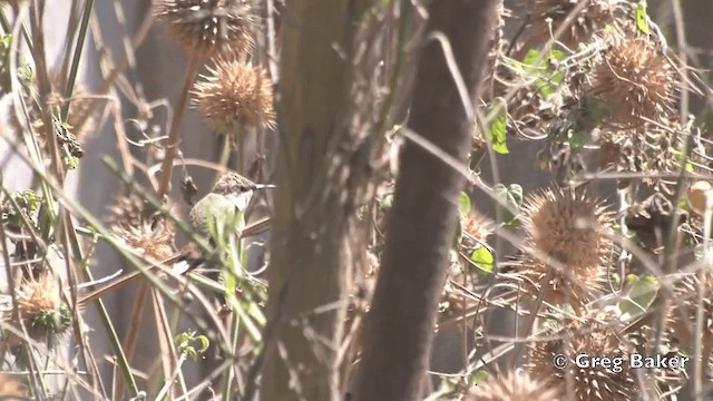 Oasis Hummingbird - ML201814811