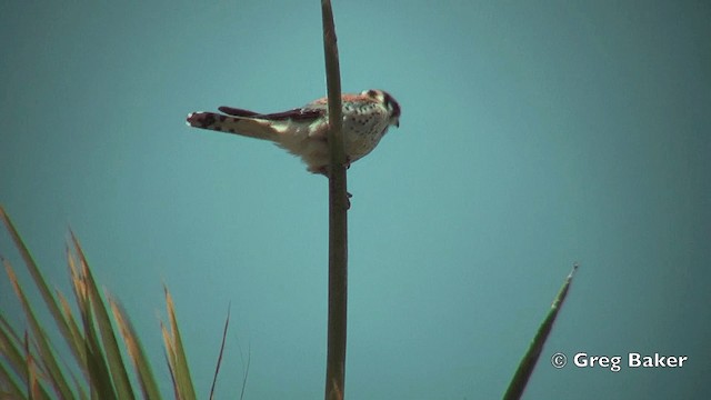 American Kestrel (South American) - ML201814831