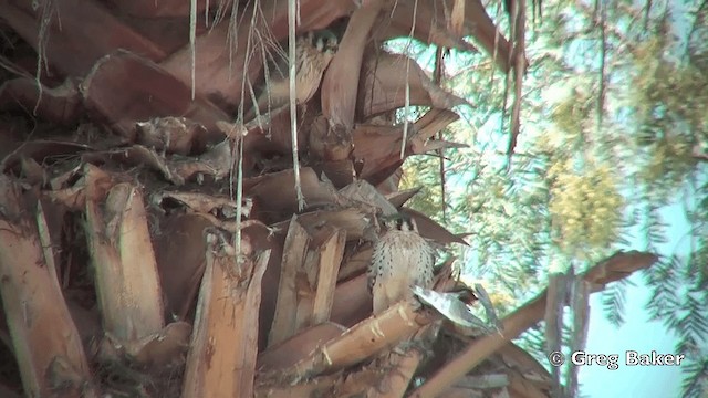 American Kestrel (South American) - ML201814841