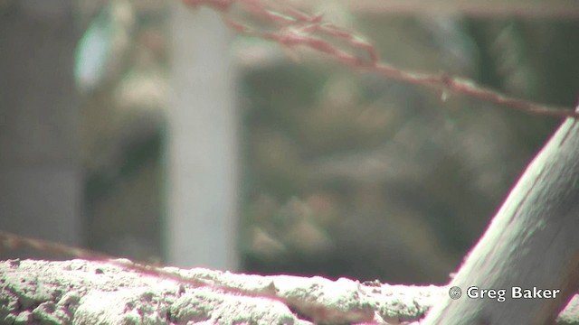 Burrowing Owl (Littoral) - ML201814851