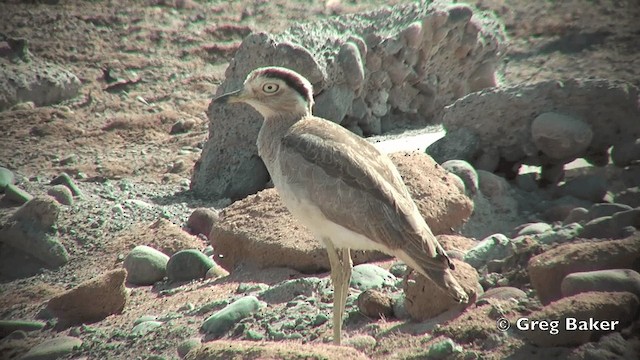 Peruvian Thick-knee - ML201814891