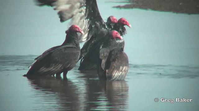 Turkey Vulture (South Temperate) - ML201814921