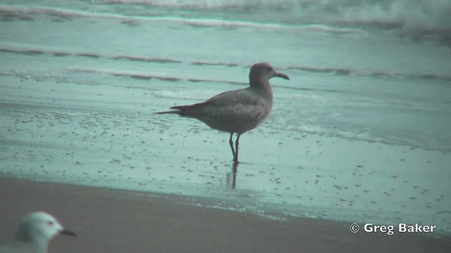 Gray Gull - ML201814981