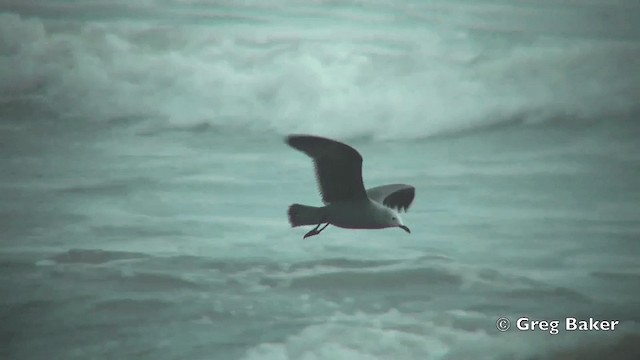 Gray Gull - ML201814991