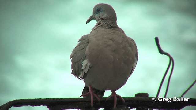 West Peruvian Dove - ML201815021