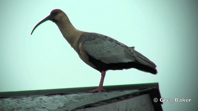 ibis laločnatý - ML201815041