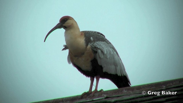 Black-faced Ibis - ML201815051