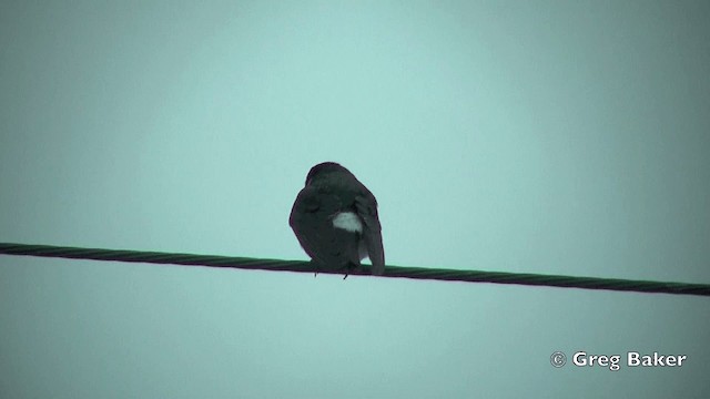 Chilean Swallow - ML201815061