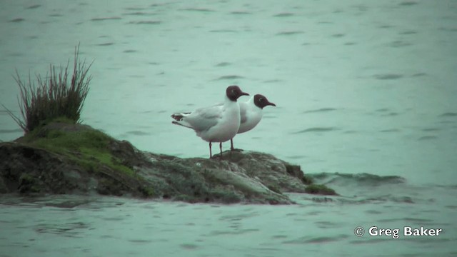Brown-hooded Gull - ML201815081