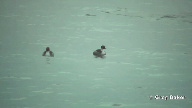 Silvery Grebe (Patagonian) - ML201815111