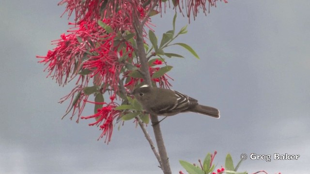 Ak Tepeli Elenya (chilensis) - ML201815161