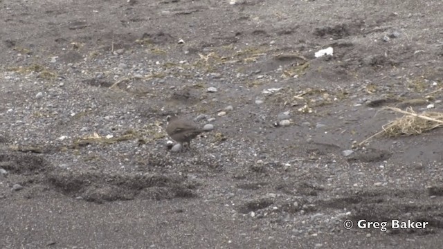 パタゴニアカワカマドドリ - ML201815181