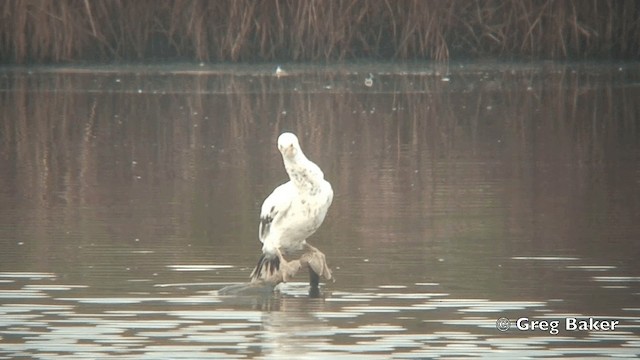 Cormorán Grande (Atlántico norte) - ML201815281