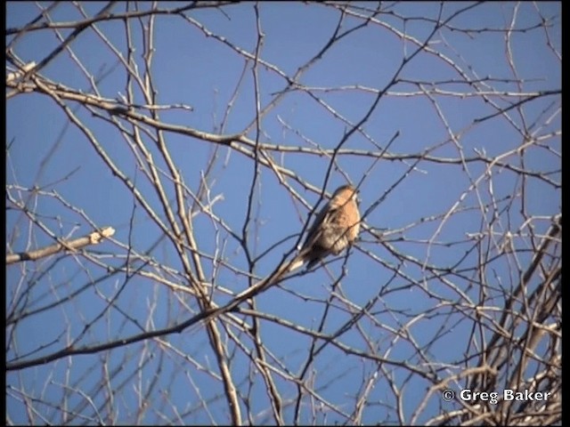 Red-faced Mousebird - ML201815331