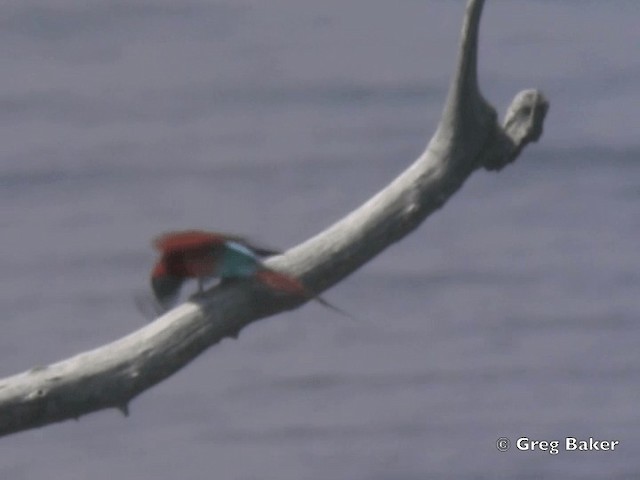 Southern Carmine Bee-eater - ML201815361