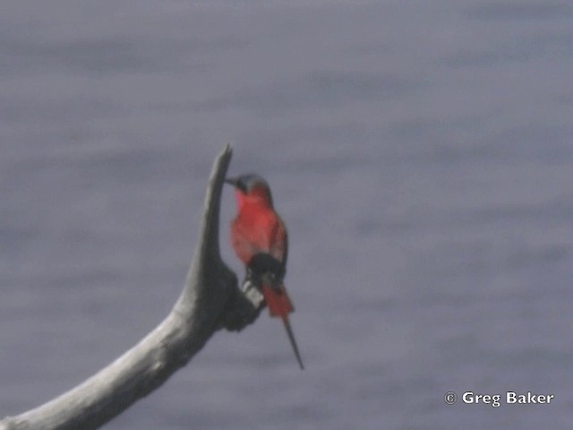 Southern Carmine Bee-eater - ML201815371