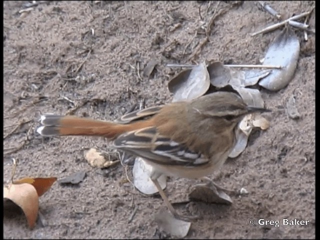 White-browed Scrub-Robin (Red-backed) - ML201815381