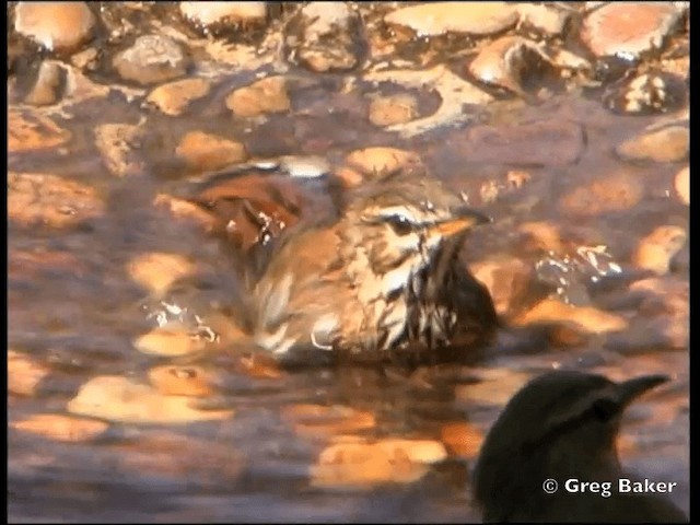 White-browed Scrub-Robin (Red-backed) - ML201815391