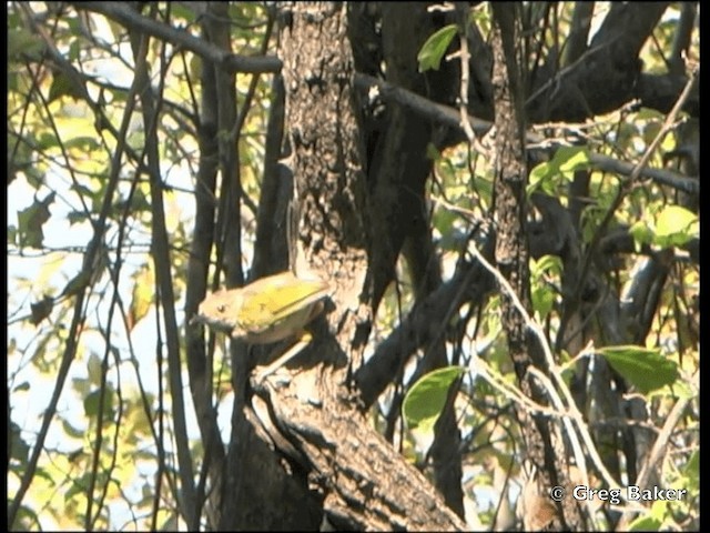 Green-backed Camaroptera (Gray-backed) - ML201815401