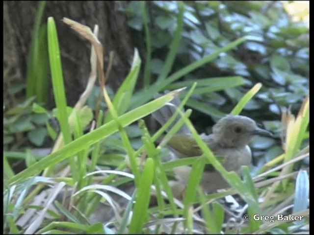 Green-backed Camaroptera (Gray-backed) - ML201815411